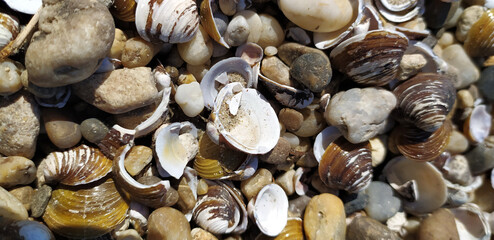 Pile of shells on the seashore on a sunny day. Place for text