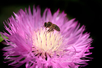 Bee flying over flower