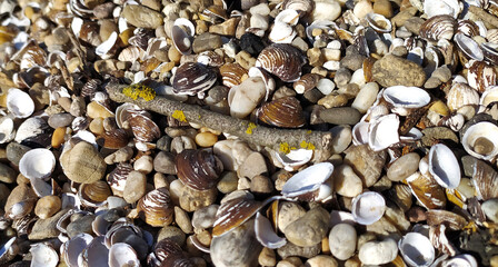 Pile of shells on the seashore on a sunny day. Place for text