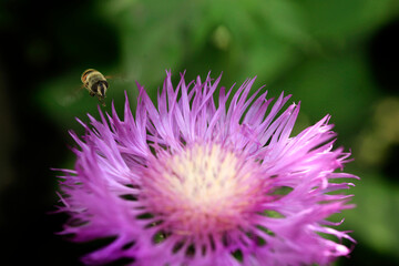 Bee flying over flower
