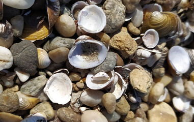 Pile of shells on the seashore on a sunny day. Place for text