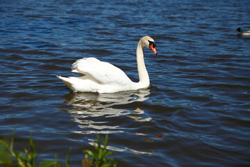 Family of swans on pond.