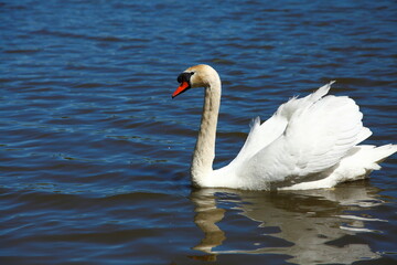 Swan on pond. Red beak