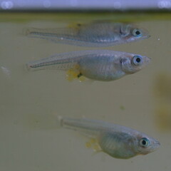 Fototapeta premium 水槽の中のメダカ