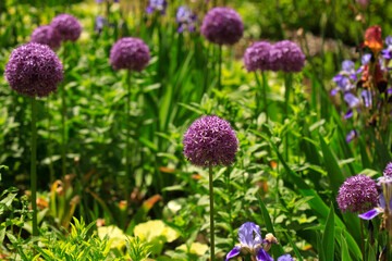 Purple flowers in summer garden