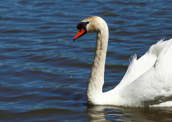Fototapeta premium Swan on pond. Red beak