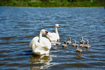 Family of swans on pond.