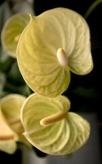 Flowers with yellow and green leaves.