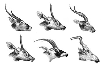 Collage / collection of heads from antelope deer or gazelle/ Antique engraved illustration from Brockhaus Konversations-Lexikon 1908