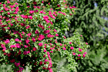 Obraz premium Spring time. Blooming decorative hawthorn with pink small flowers.