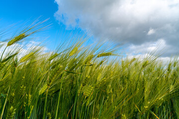 Ripening bearded barley on a cloudy summer day. It is a member of the grass family, is a major cereal grain grown in temperate climates globally.
