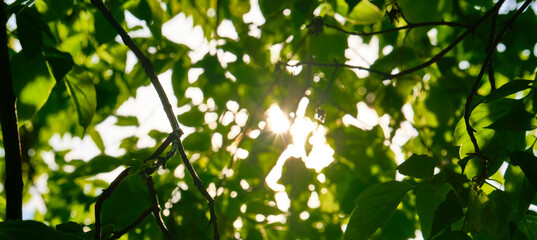 rays of a sun through the green leaves of the forest