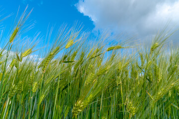 Ripening bearded barley on a cloudy summer day. It is a member of the grass family, is a major cereal grain grown in temperate climates globally.

