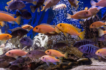Aquarium with cichlids fish from lake malawi