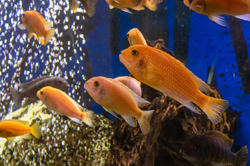 Fototapeta premium Aquarium with cichlids fish from lake malawi