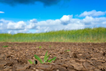 A small green plant emerges from cracked and dry soil in a field containing bearded barley, 