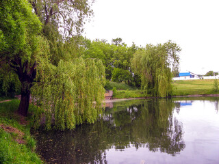 Fototapeta na wymiar Beautiful nature by the pond on a summer day