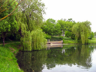 Obraz premium Beautiful nature by the pond on a summer day