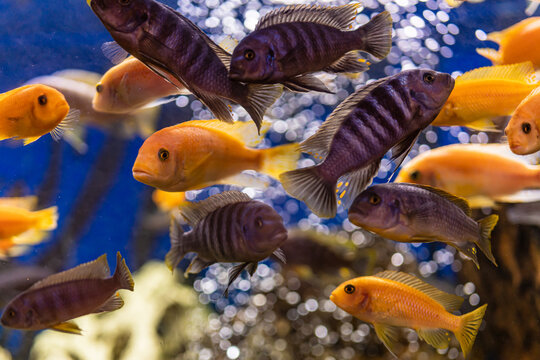 Aquarium with cichlids fish from lake malawi