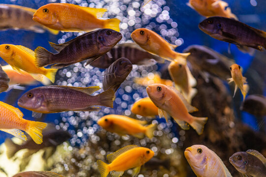 Aquarium with cichlids fish from lake malawi