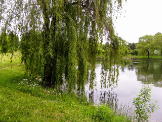 Beautiful nature by the pond on a summer day