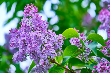Obraz premium Close up beautiful lilac flowers blur background