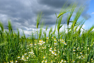 Fototapeta premium Ripening bearded barley and camomile on a bright summer day. It is a member of the grass family, is a major cereal grain grown in temperate climates globally.