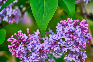 Fototapeta na wymiar Close up beautiful lilac flowers blur background