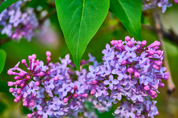 Close up beautiful lilac flowers blur background