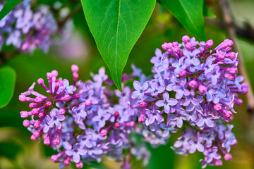 Obraz na płótnie Canvas Close up beautiful lilac flowers blur background