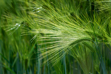 Ripening bearded barley on a bright summer day. It is a member of the grass family, is a major cereal grain grown in temperate climates globally.