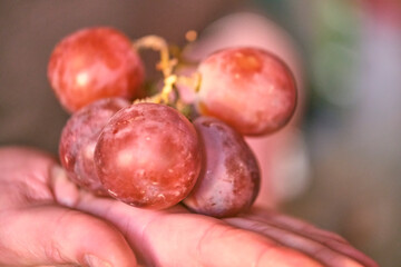 big grapes in the palm of your hand on vine background