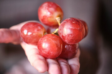 big grapes in the palm of your hand on vine background