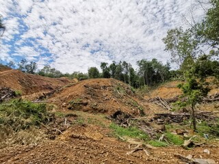 The forest tree cut down for timber wood in Sabah, Malaysia. Borneo.