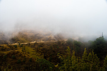 fog in the forest