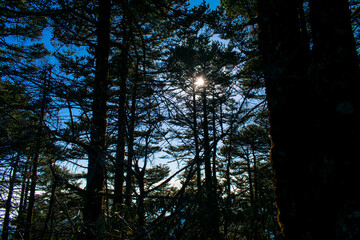 Obraz premium sun through trees