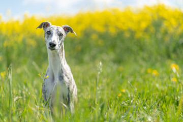 junge, hübsche Whippet-Hündin vor einem gelben Rapsfeld