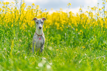 junge, hübsche Whippet-Hündin vor einem gelben Rapsfeld
