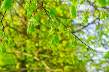 Spring green foliage in the Linden alley.