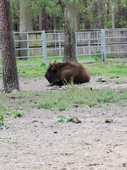 European bison in the park