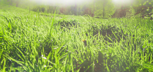 Green meadow in spring. Background of fresh grass.
