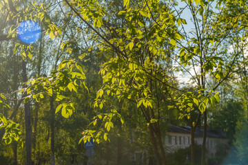The leaves of the tree in the spring. Spring in the city.