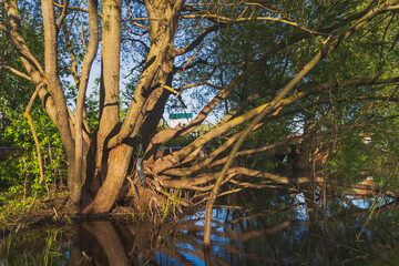 Old big tree in the spring on the pond. Thick bark, reflections in the water.