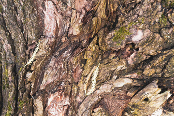 Rough thick brown bark of an old tree. Background.
