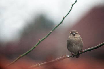 Small brown sparrow on metal fence - House sparrow