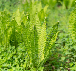 Farne in der grünen Natur