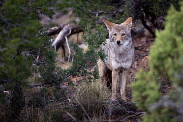 coyote in the woods