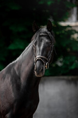 Fototapeta premium Beautiful black horse in a green garden
