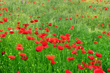 Field of poppies 