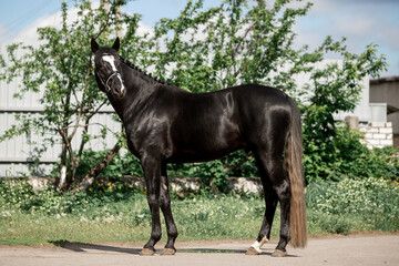 Beautiful black horse in a green garden
